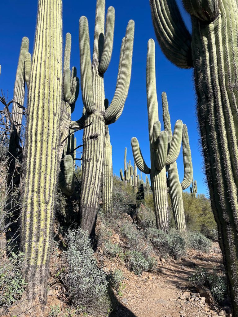 A picture of saguaros in the Phoenix desert.